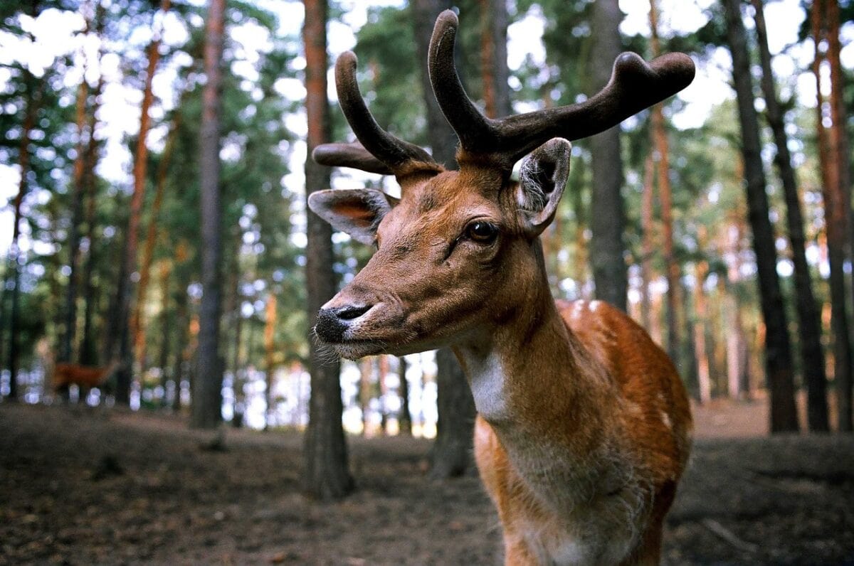 White-tailed Deer: The Forest's Most Adaptable Resident