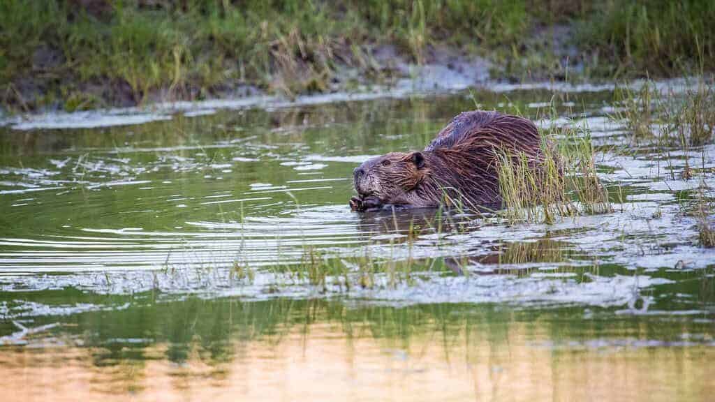 Beavers