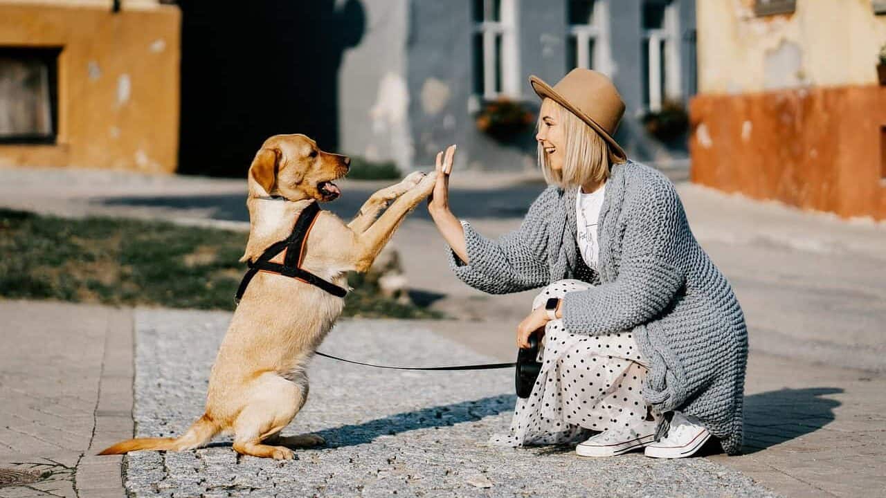girl, dog, pet, friendship, companion, owner, caucasian, blonde, caucasian female, blonde female, canine, nature, domestic dog, doggy, happy, animal, love, woman, cute, puppy