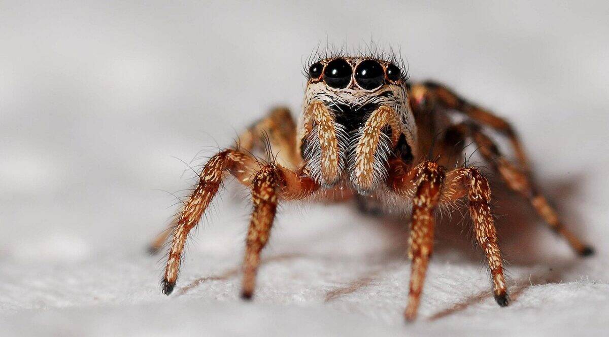 spider, zebra spider, arachnid, nature, jumping spider, arthropod, animal, closeup