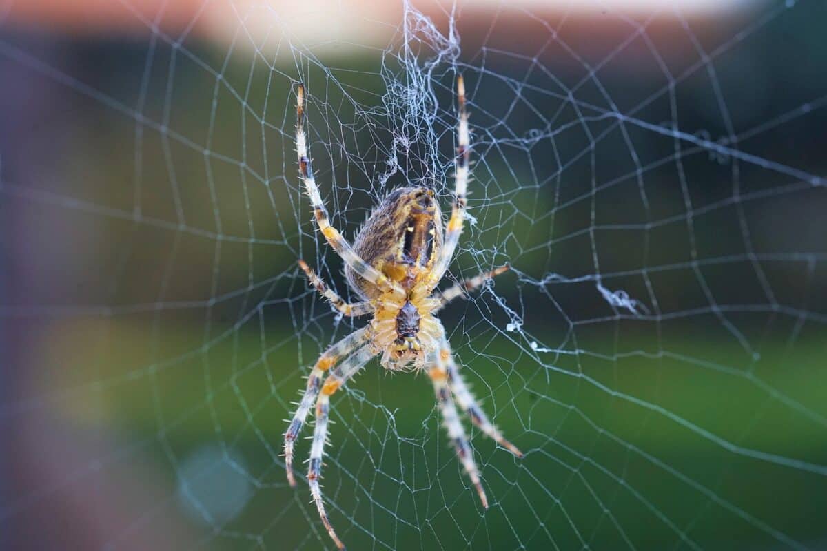 Amazon Orb Weaver: Master of Geometric Perfection