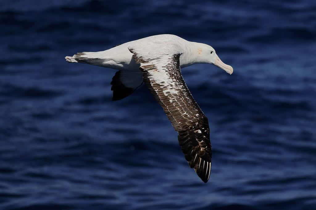 Wandering Albatross