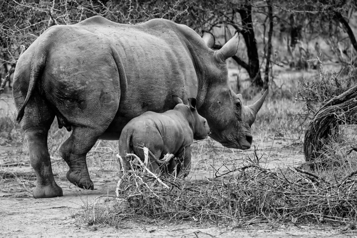 A black and white photo of a mother rhino and calf in South Africa, showcasing wildlife intimacy.