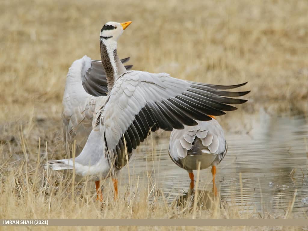 Bar-headed Goose (Anser indicus).