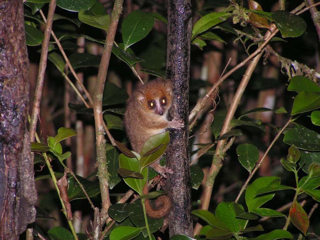 gray mouse lemur