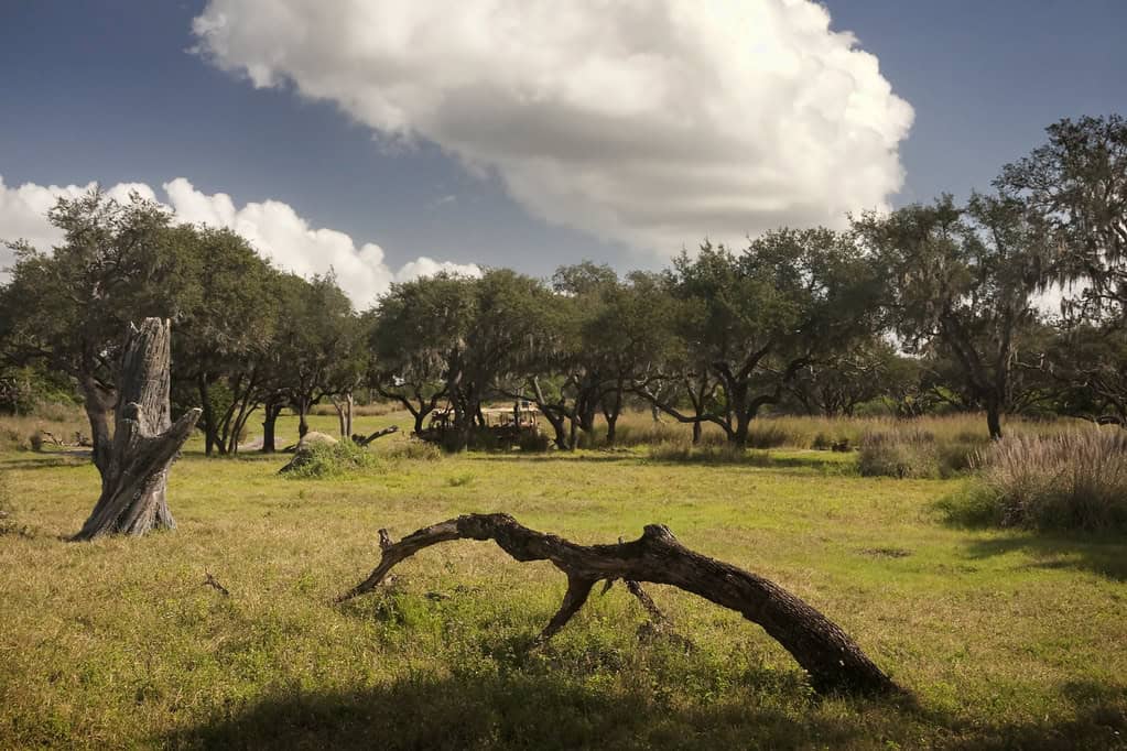 African Landscape