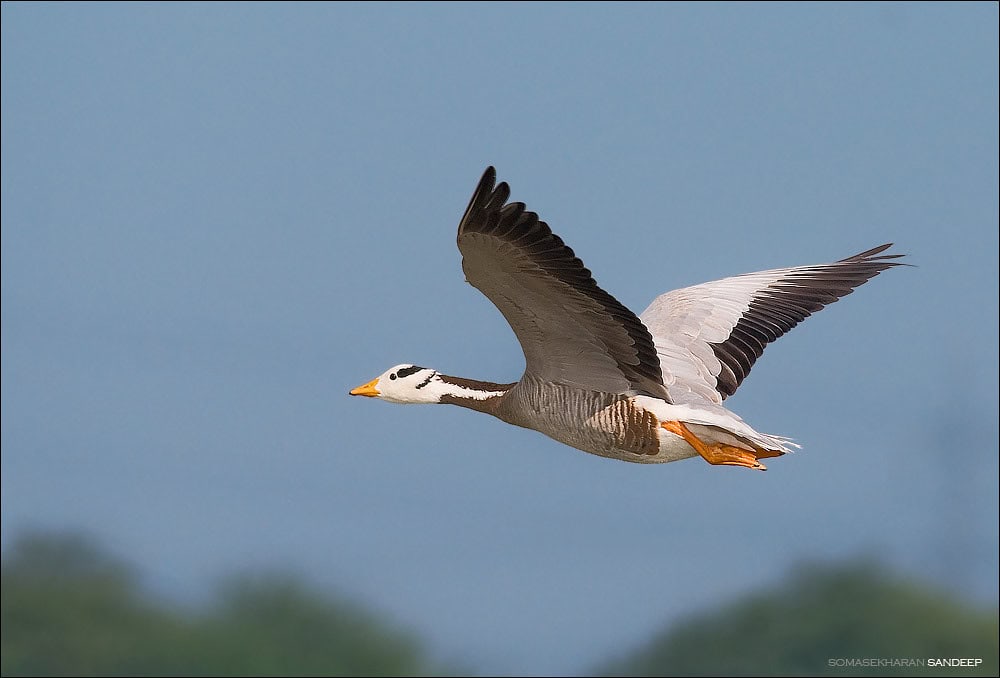 bar-headed goose
