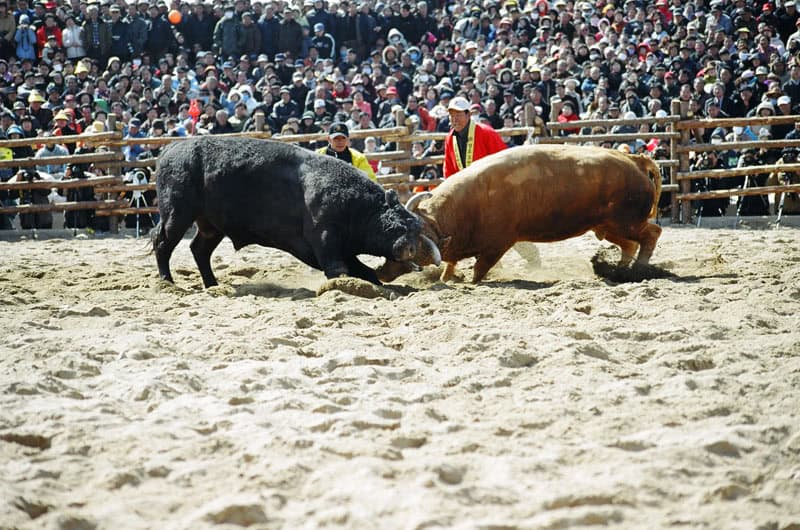 Bullfighting. Image by Openverse.