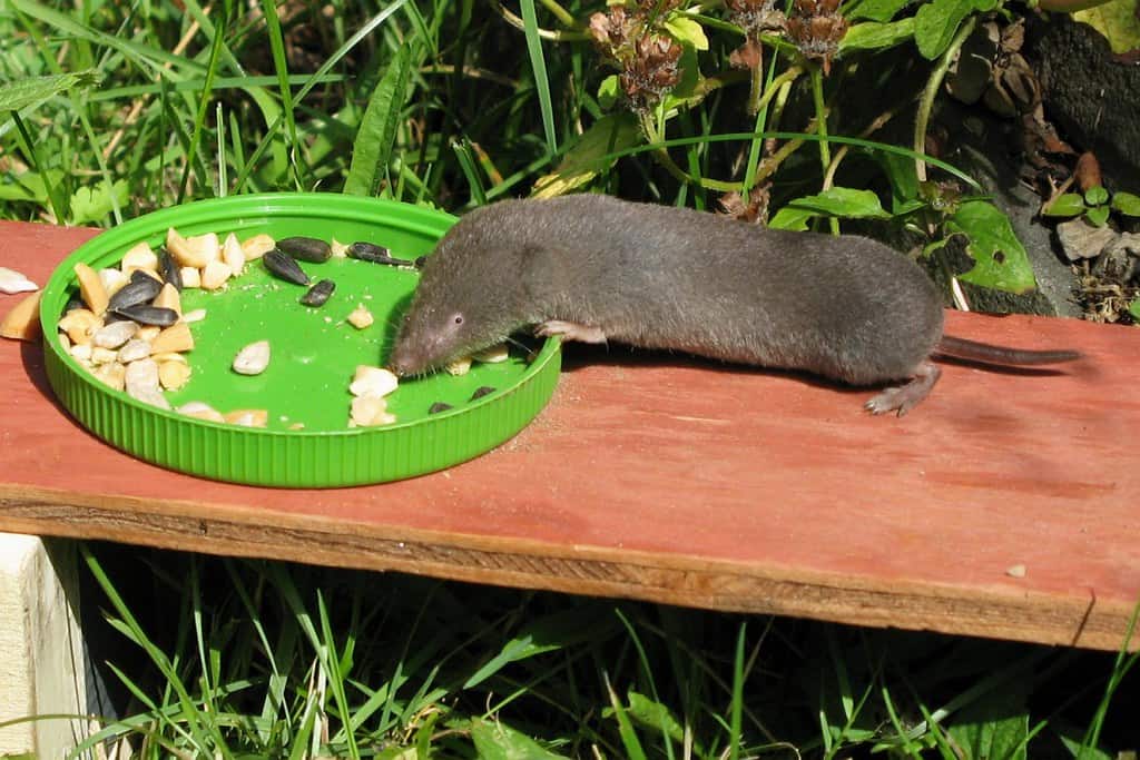 Short-tailed Shrew