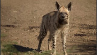 hyena