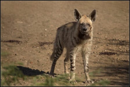 Hyenas in African Lore: Villains or Shamans?
