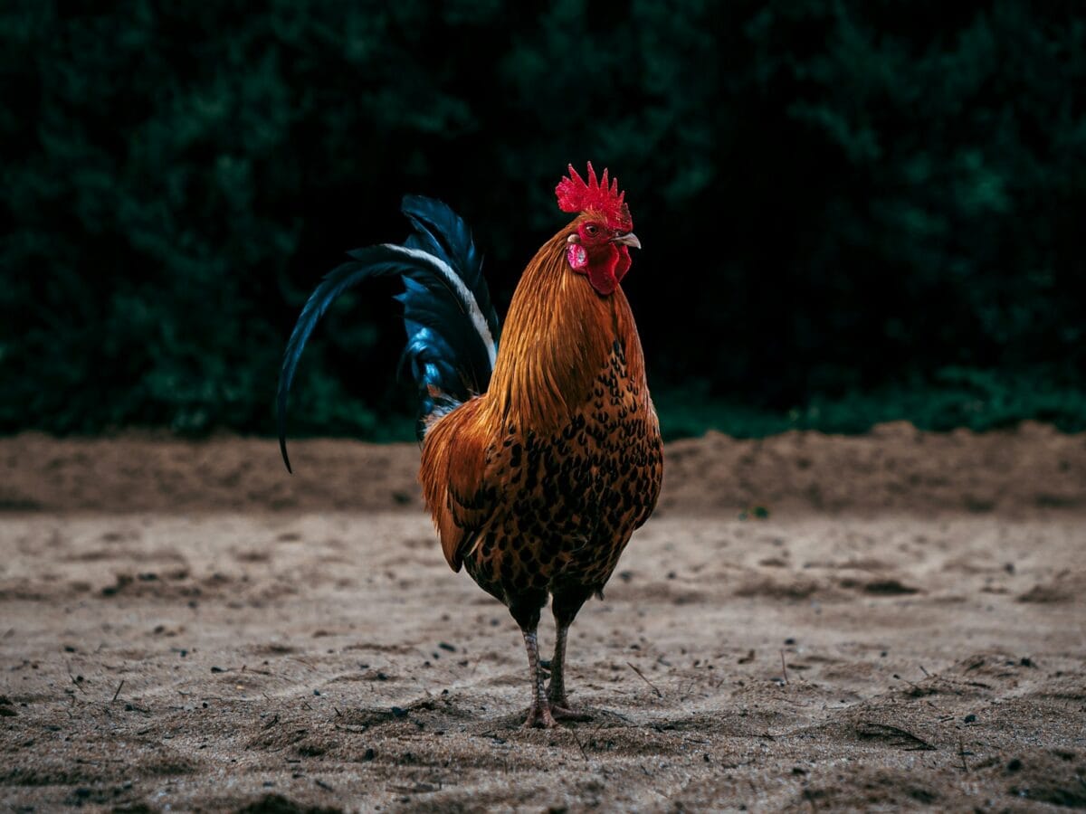 a rooster with a red head and blue tail