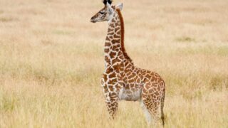 a giraffe standing in a field of tall grass