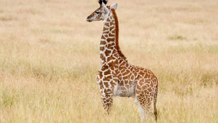 Baby Giraffes Run Within Hours of Being Born