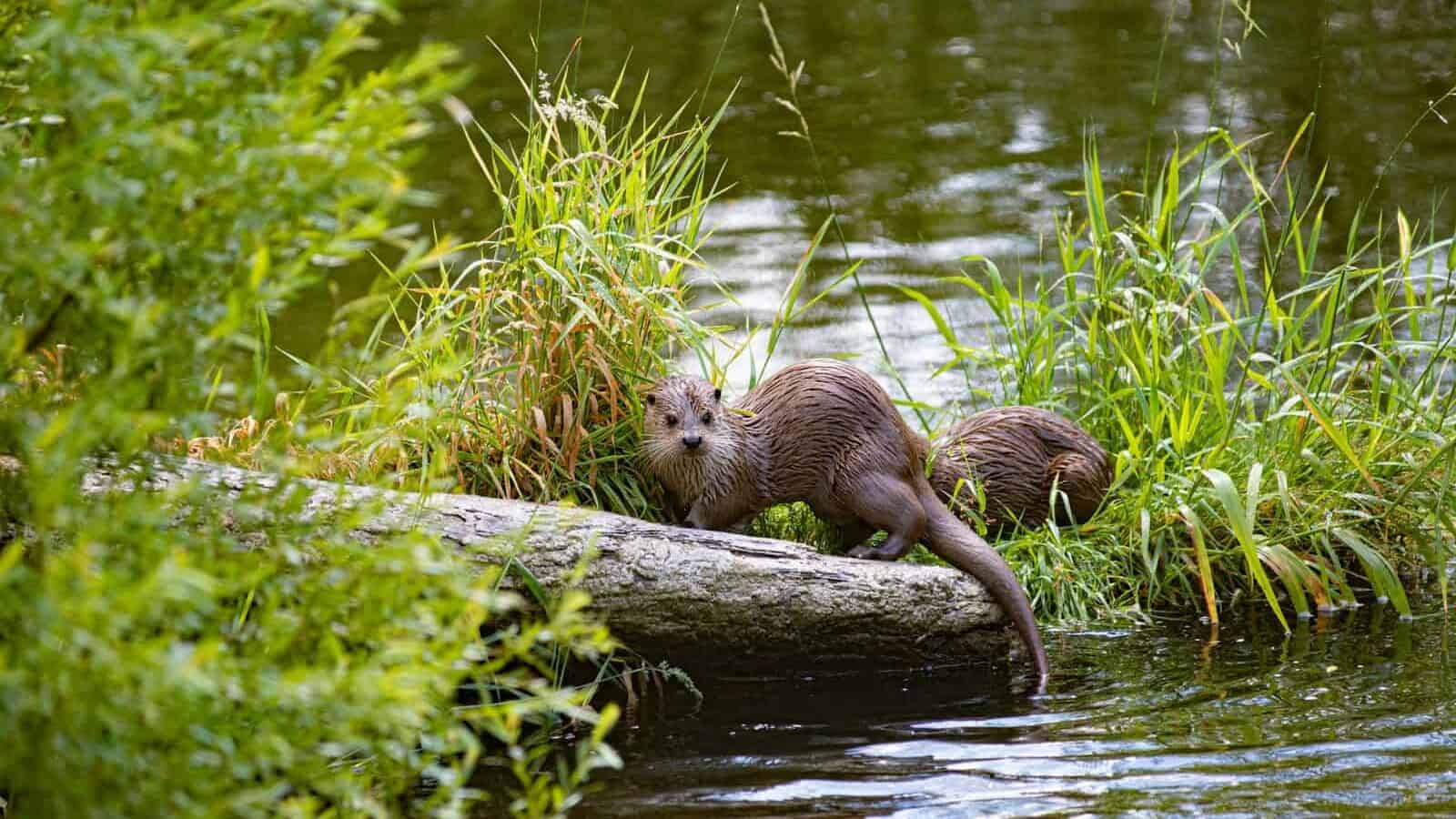 brown animal on tree branch