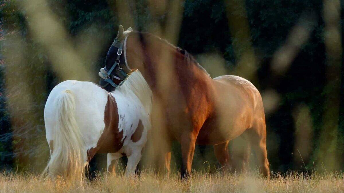 a couple of horses standing on top of a grass covered field