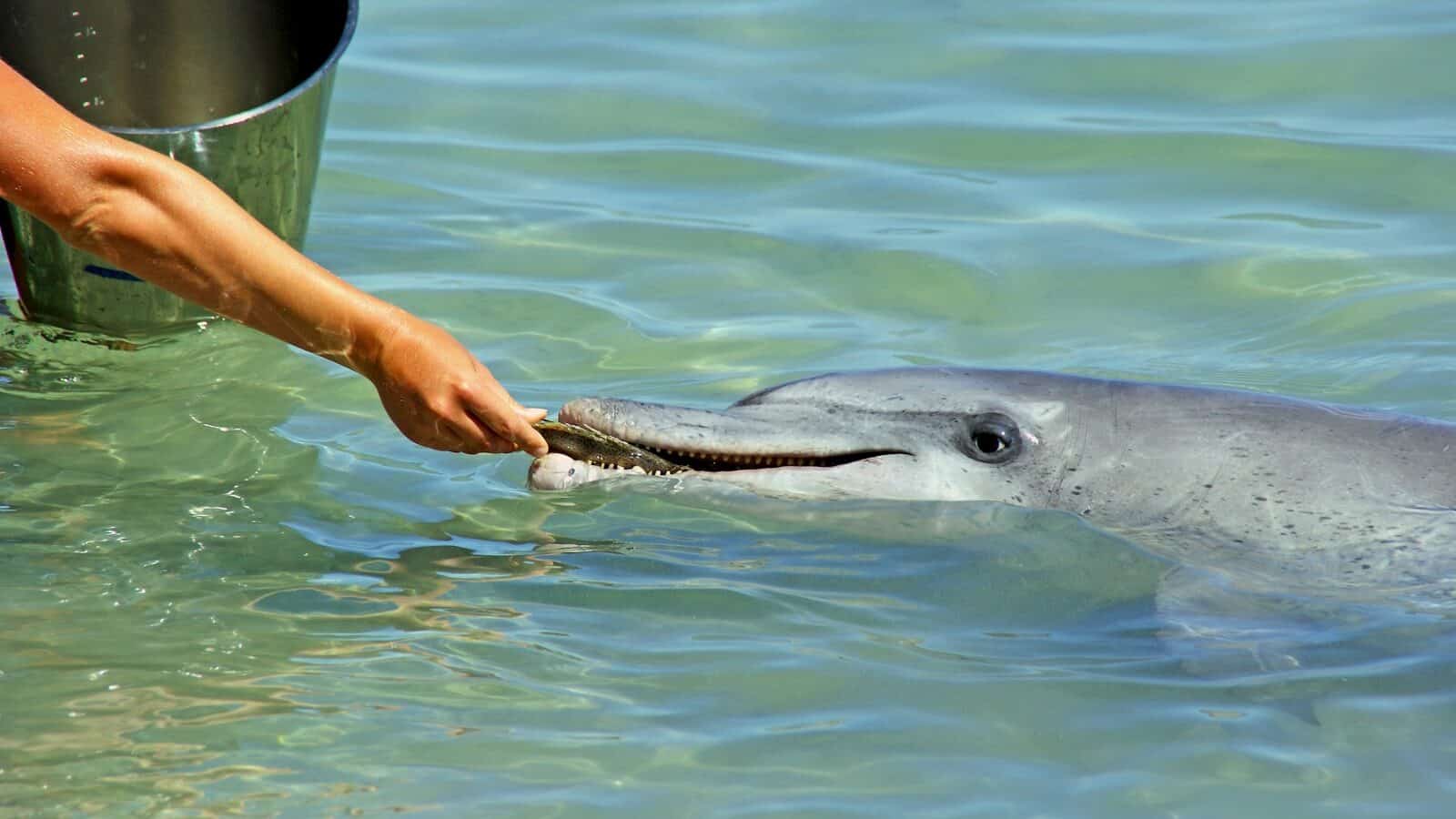 person feeding gray dolphin