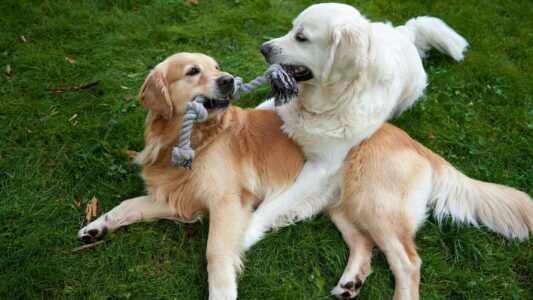 10 Sounds Dogs React To And 3 That Annoy Them