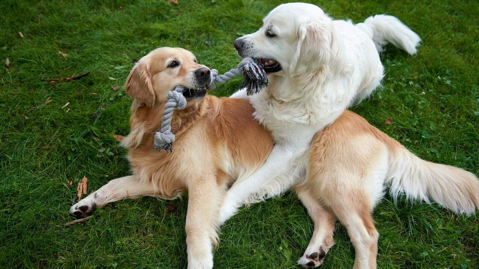 Two dogs playing tug of war with each other