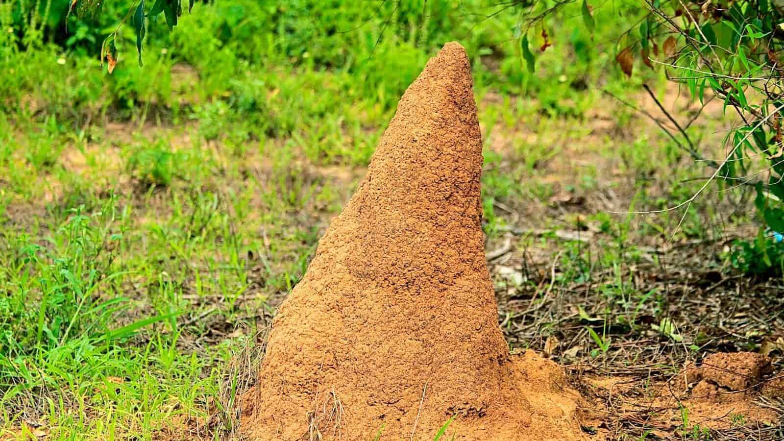 a large mound of dirt sitting in the middle of a field
