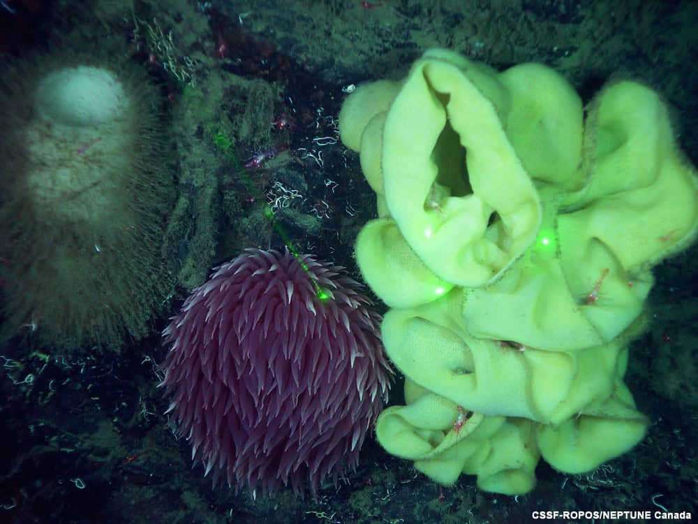 Glass Sponge