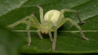 Green huntsman spider