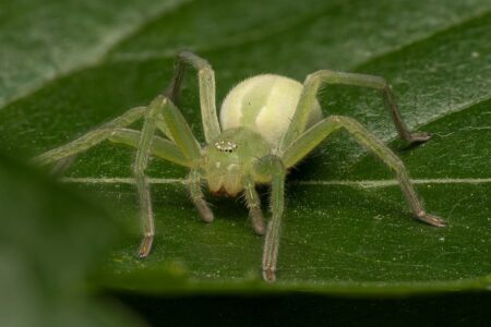 12 Spiders That Change Color Like Chameleons