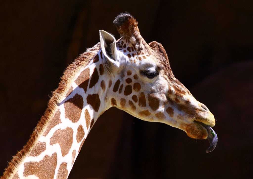Giraffe tongue