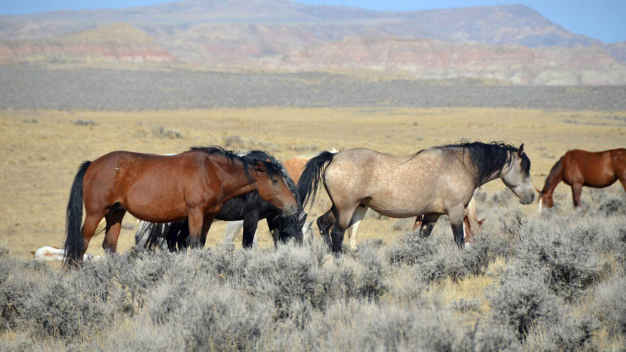 horses, wyoming, mustangs, wild mustangs, animals, west, mountains, dry, usa, landscape, scenery, dry steppe, colorful, wild, cowboys, history, cody, tourist, nature, tourists, tourist attraction, horse, pony, wild horse, animal, horses, horses, wyoming, wyoming, wyoming, wyoming, wyoming, wild mustangs, cowboys, cody, horse, wild horse, wild horse