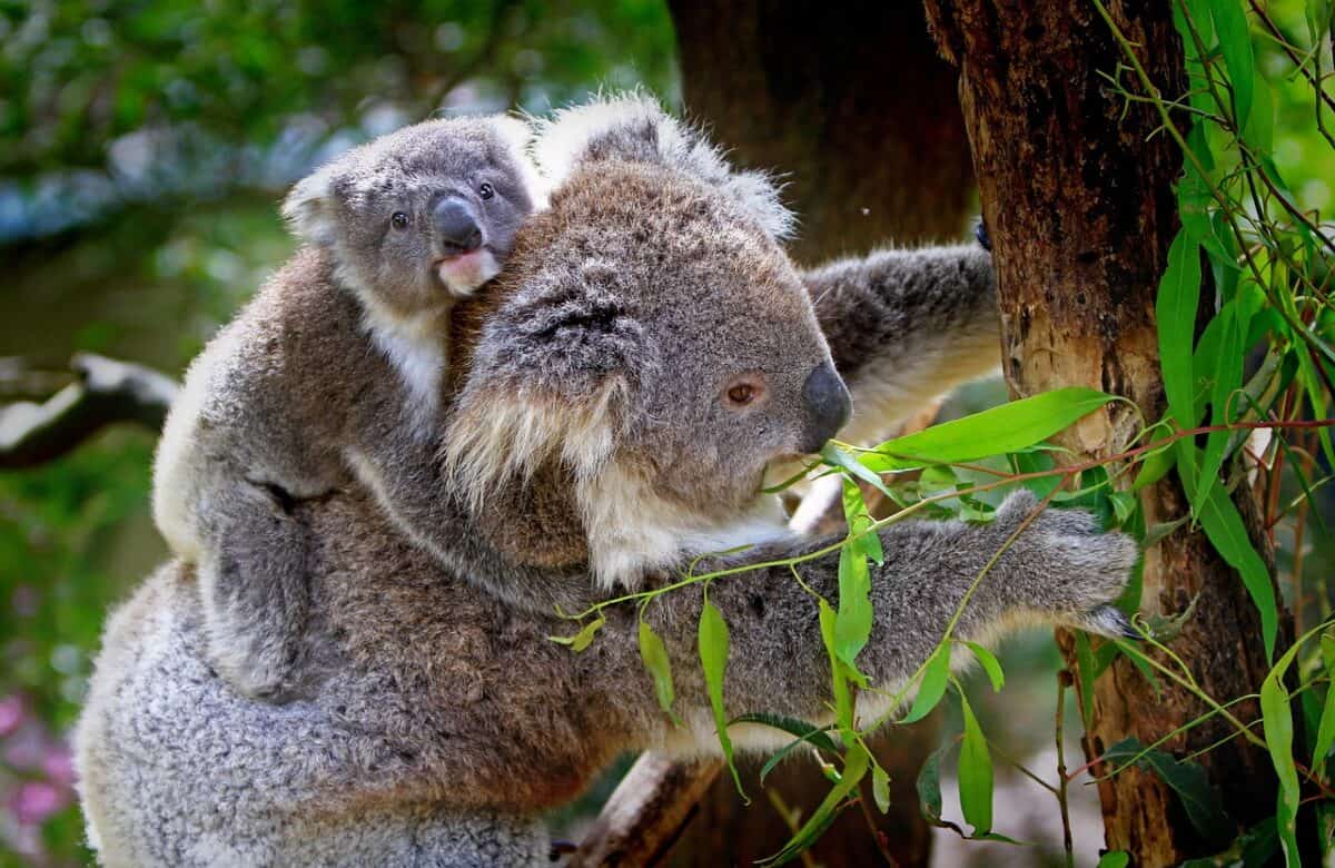 koalas, animals, wildlife, mammals, koala bears, koala joey, mother, young, nature, baby koala, marsupial, furry, fauna, wilderness