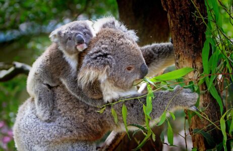 Baby Koalas Hug Their Moms for Safety and Comfort