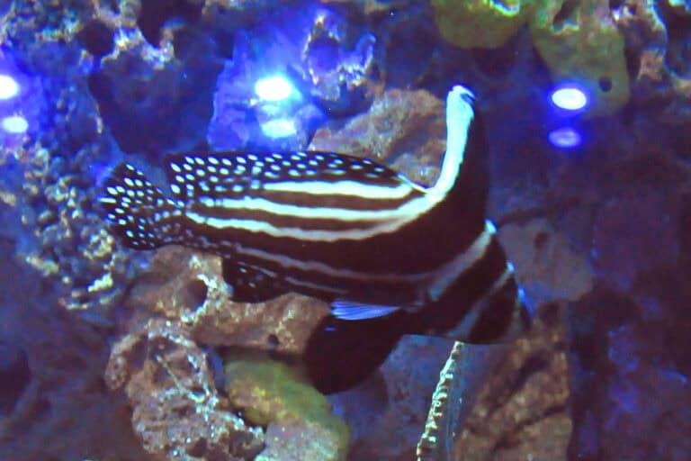 7 Algae-Eating Fish That Keep Tanks Clean And 3 That Add to the Mess ...