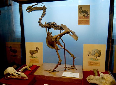 Dodo bird