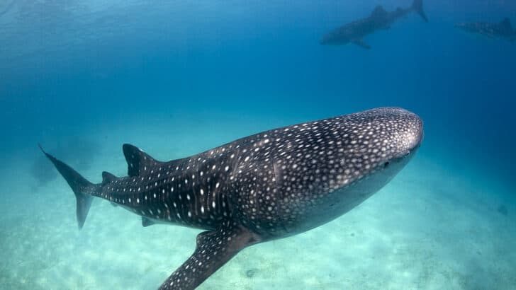 The Whale Shark Is the Ocean’s Largest (and Friendliest) Fish
