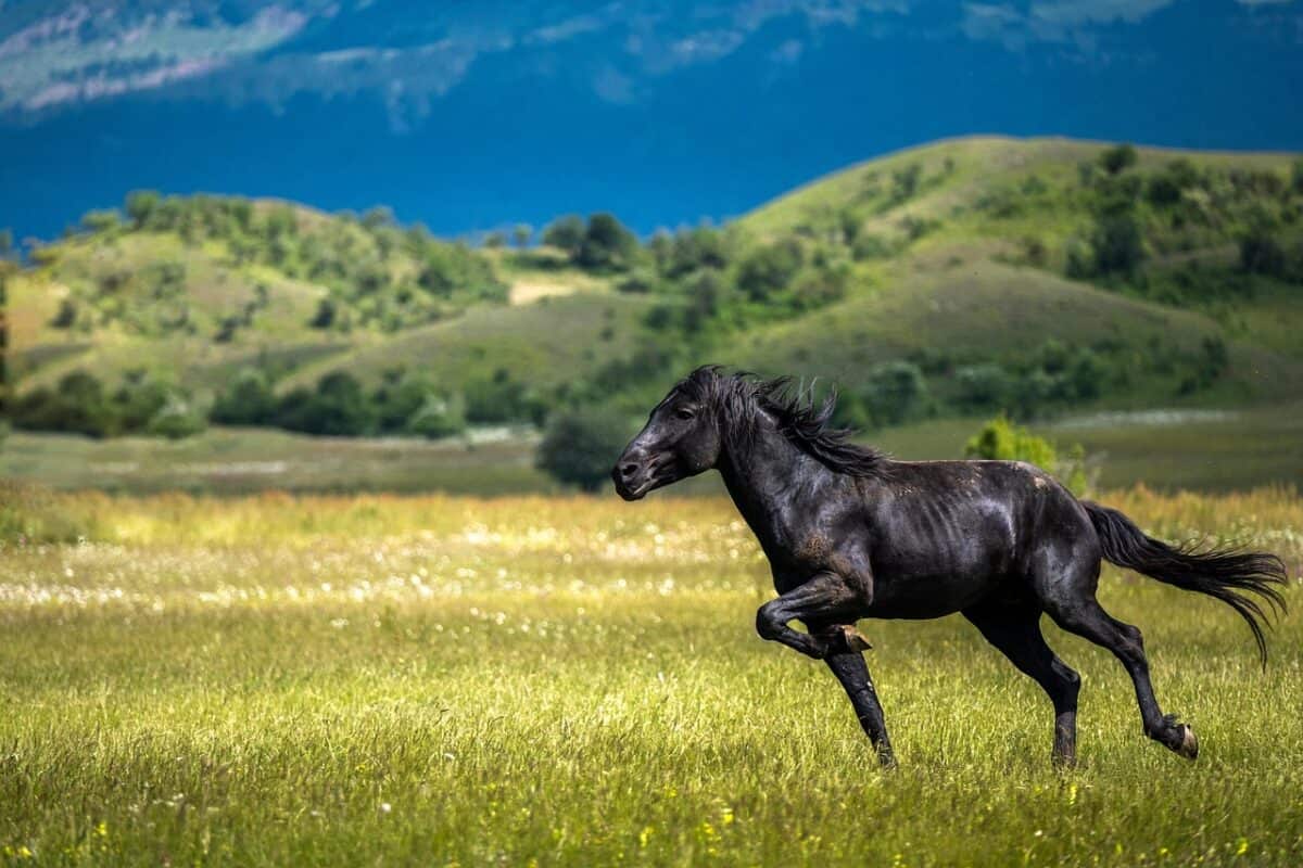 horse, stallion, equine, nature, equestrian, countryside, field, outside, summer, country, grass, pasture, mammal