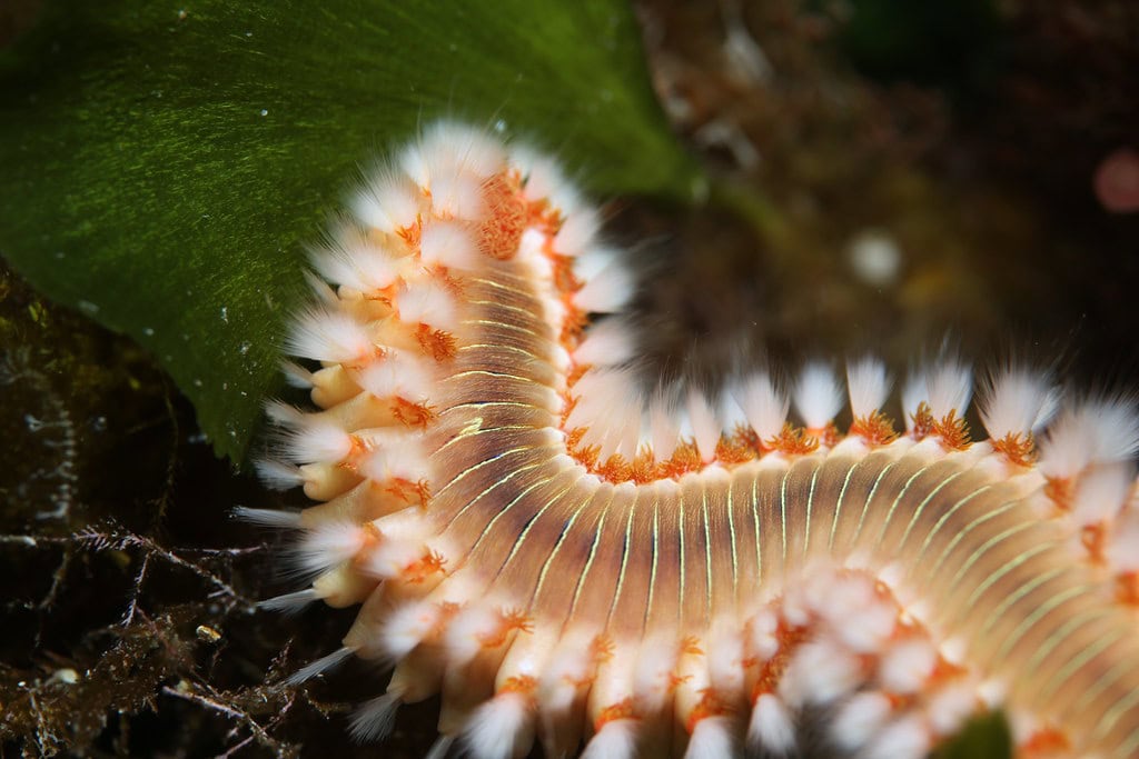 bristle worms