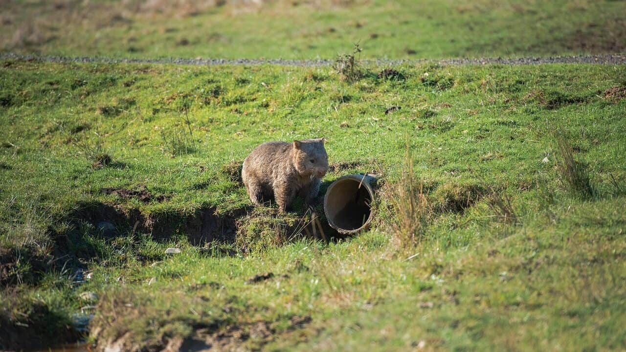 wombat, animal, drain pipe, common wombat, vombatus ursinus, bare-nosed wombat, marsupial, mammal, herbivore, nature, wildlife, australia