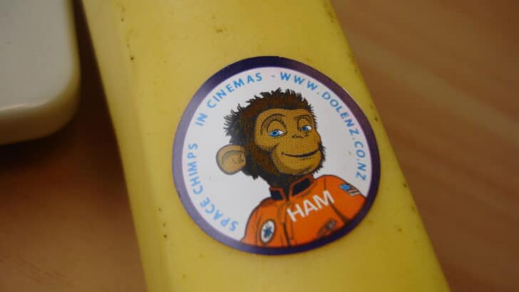 Ham the Chimp: America’s First Space Primate
