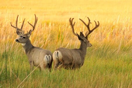 12 Famous Animals in Native American Folklore