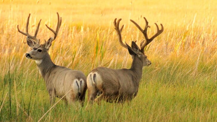 These Animals Roam America’s Heartland Plains