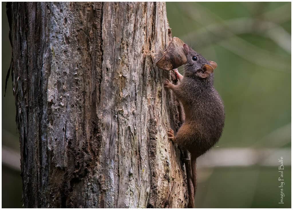 antechinus