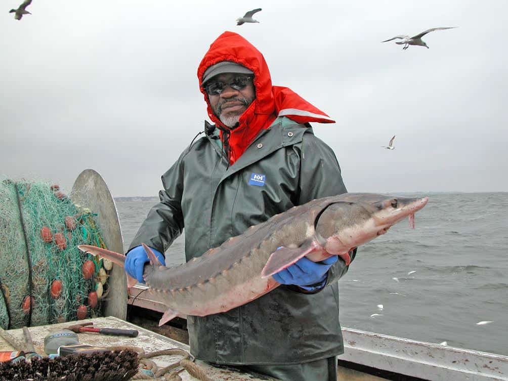 Atlantic sturgeon. Image via Openverse.