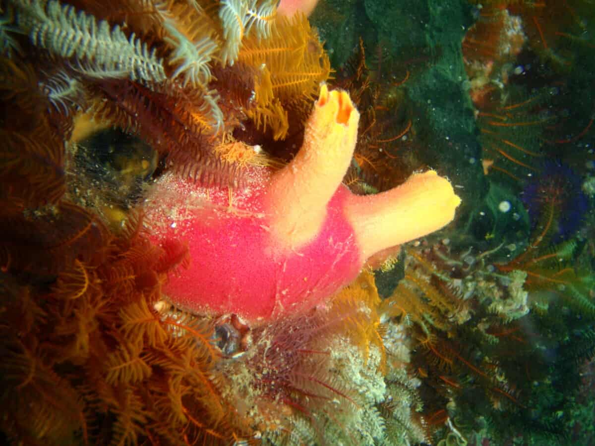 sea squirt