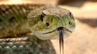 speckled rattlesnake, snake, animal, rattlesnake, viper, crotalus mitchellii, tongue, venomous, nature, reptile, head, scales, closeup