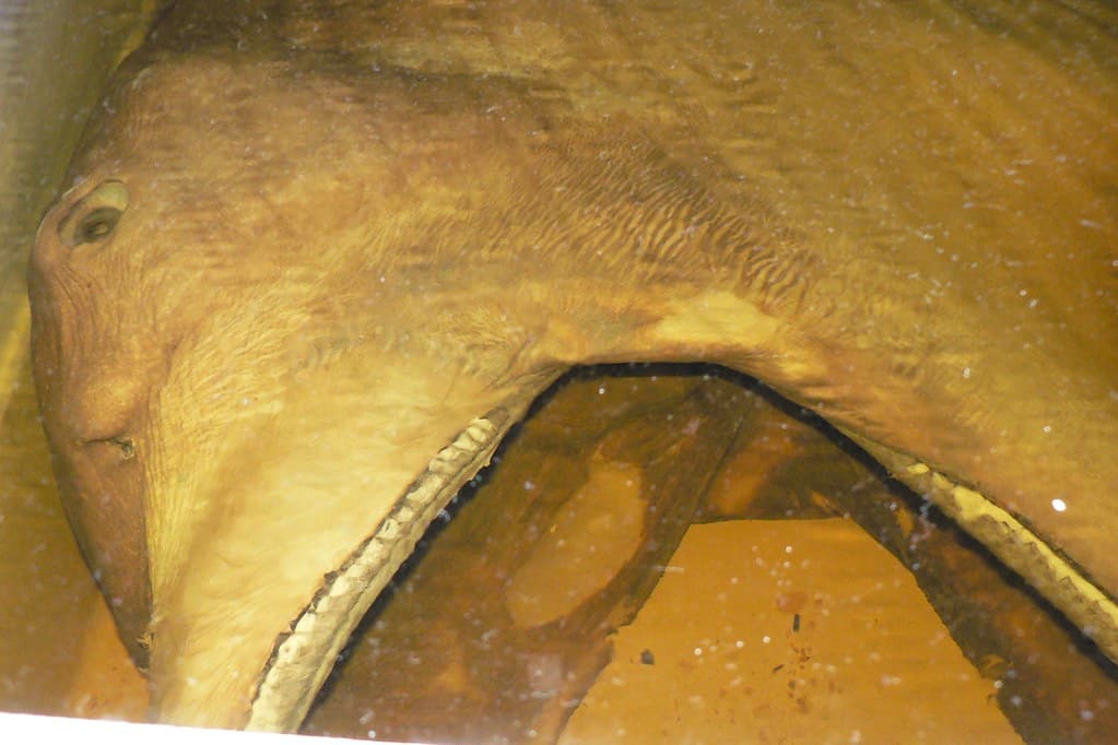 Megamouth shark.