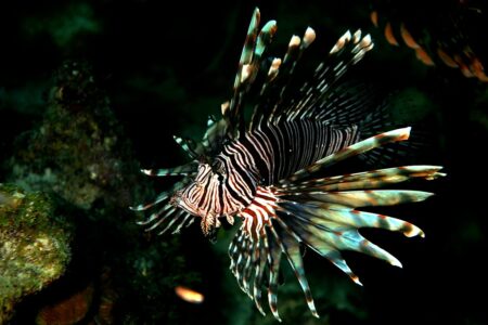 What Makes Lionfish an Invasive Species