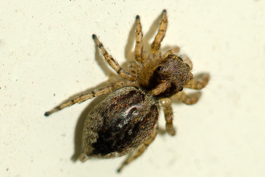 Fence-post Jumping Spider