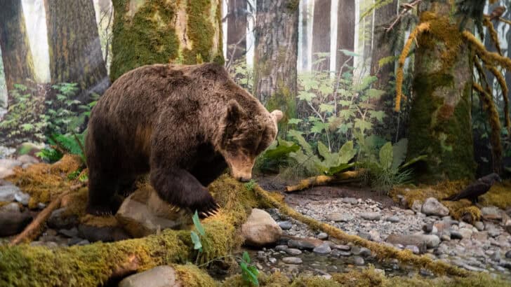 The Role of Bears in Keeping Forests Healthy