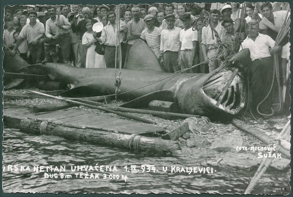 megamouth shark