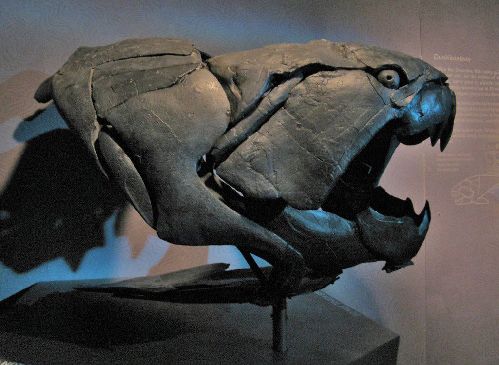 Dunkleosteus